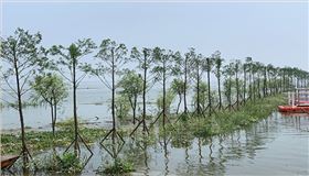 圖2： 南洞庭湖區水松生態景觀帶guanw