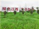 江西彭澤縣馬當鎮子磯頭廢棄礦山生態環境恢復治理工程項目