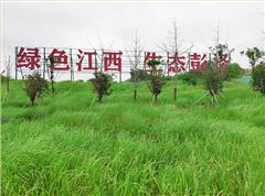 江西彭澤縣馬當鎮子磯頭廢棄礦山生態環境恢復治理工程項目