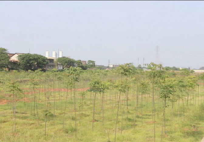 常寧水松地區重金屬污染治理綠地效果圖