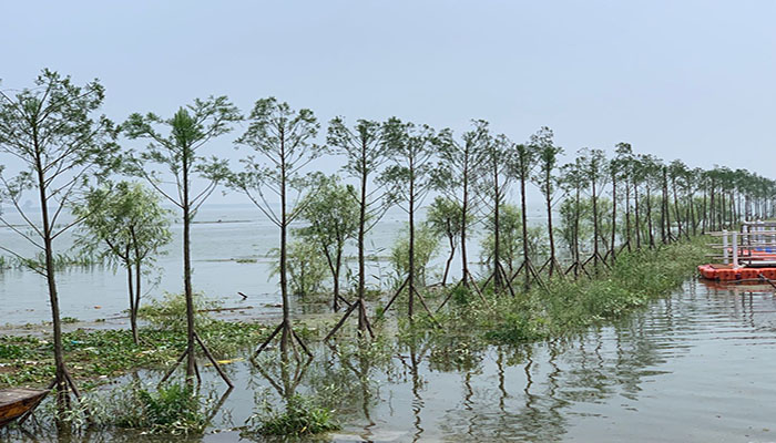 圖2： 南洞庭湖區水松生態景觀帶guanw