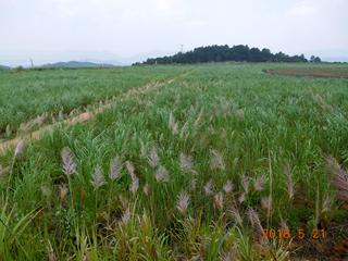 修復后