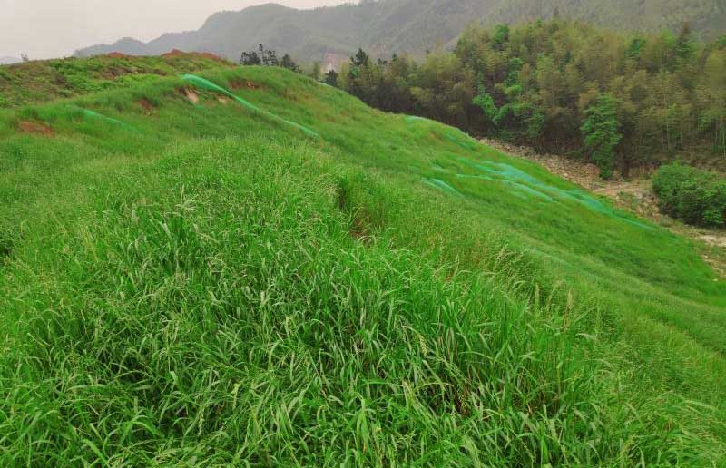 常寧市大義山省級自然保護區礦山復綠工程