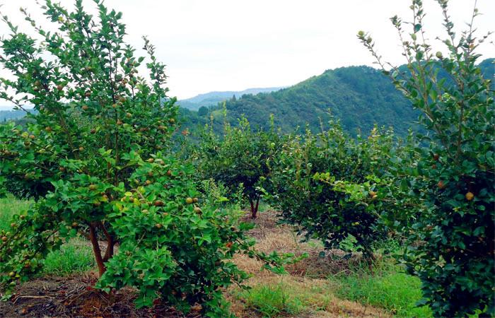 益陽市泥江口石子塘礦山生態修復——國家油茶林示范基地