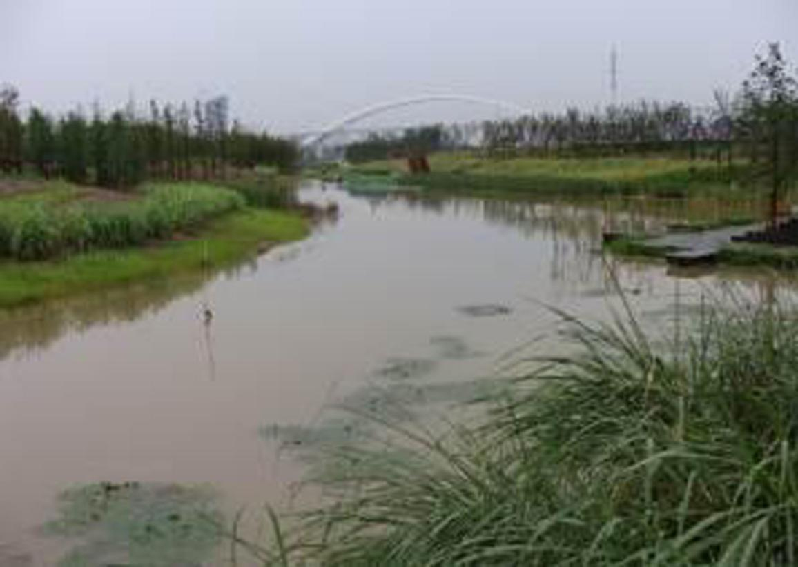 洋湖濕地生態修復與保育工程