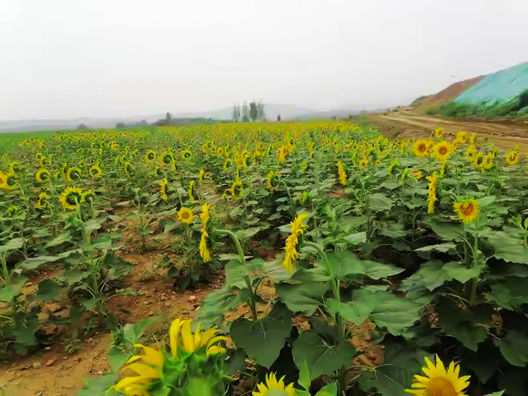 鶴壁市淇濱區南太行地區山水林田湖草生態保護修復工程